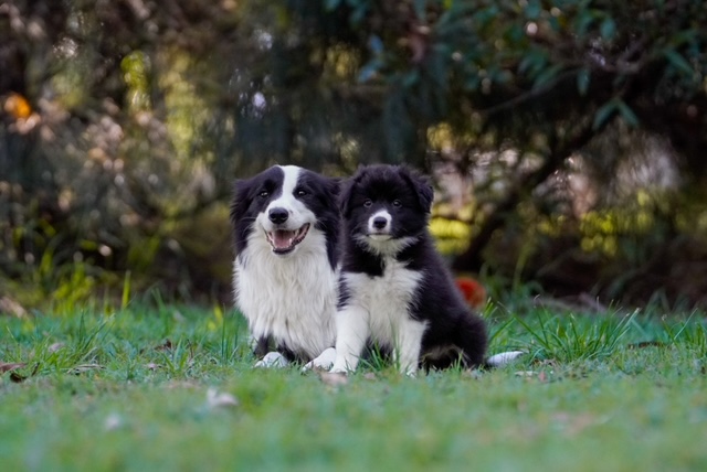 why puppy toilet training isn’t working waiting to go outside